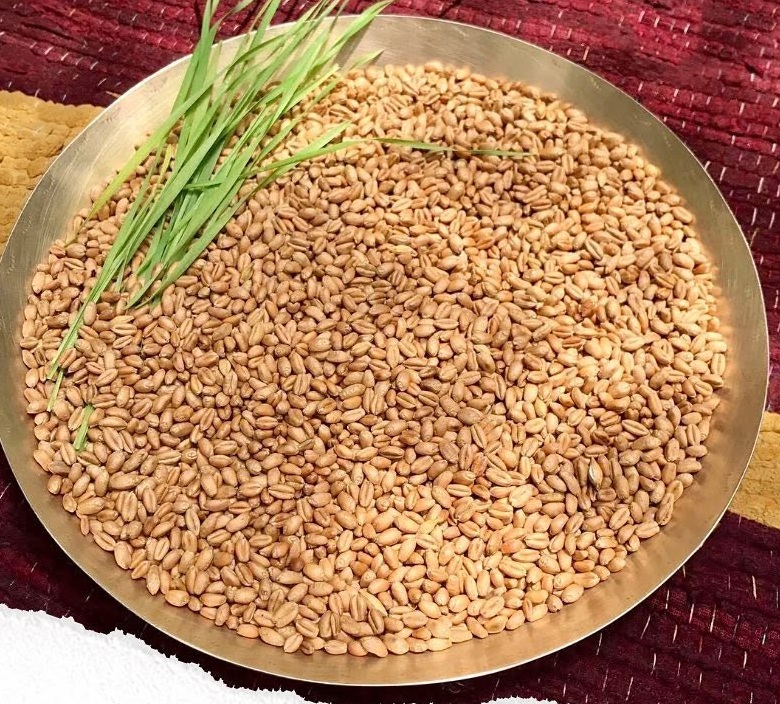 Whole Kathiya wheat grain with a sprig of wheatgrass, on a brass plate