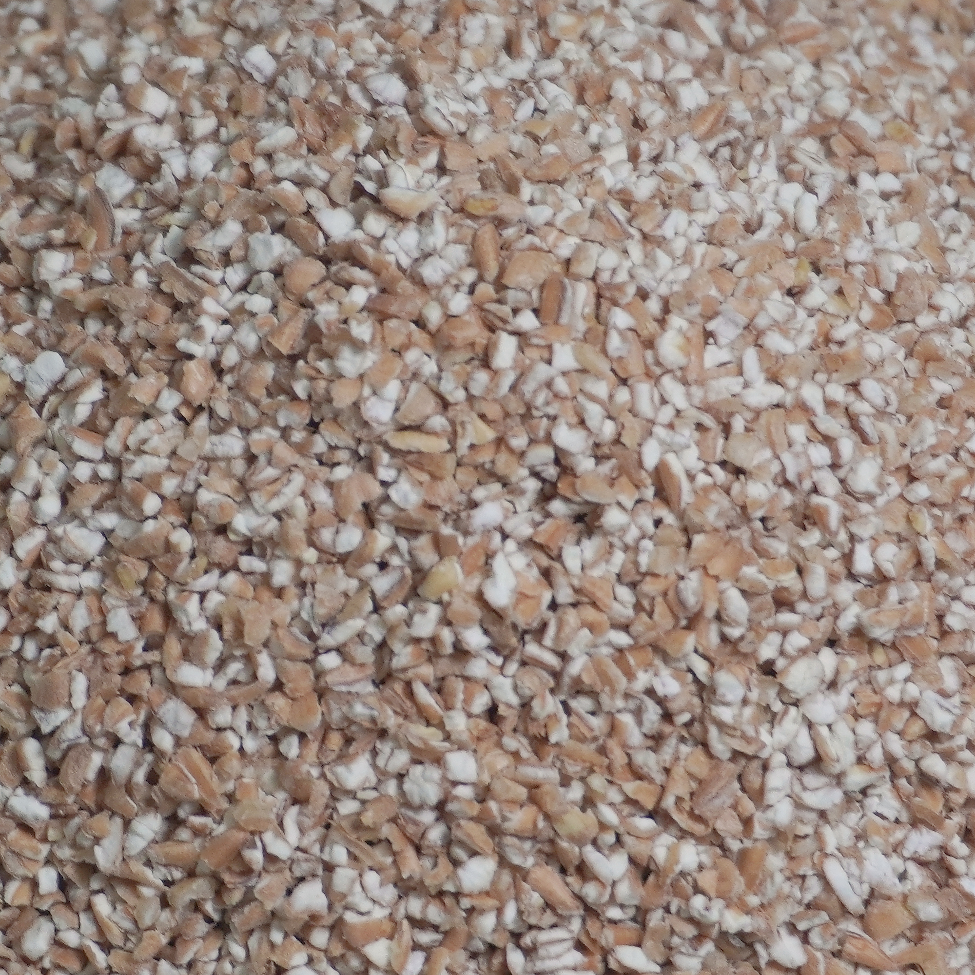 Close-up of amber Kathiya wheat grain, showing the hard angular texture of durum wheat